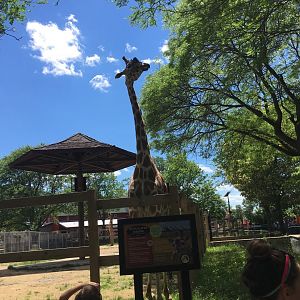 Wally or Eddi? | Henry Vilas Zoo