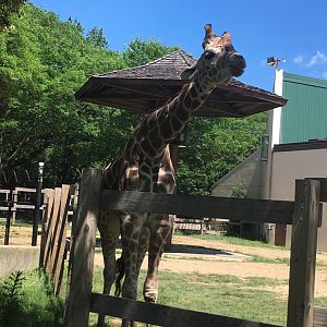 Wally or Eddi | Henry Vilas Zoo