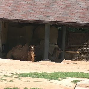 Bactrian Camel | Brookfield Zoo