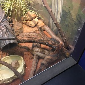 _____ | Brookfield Zoo