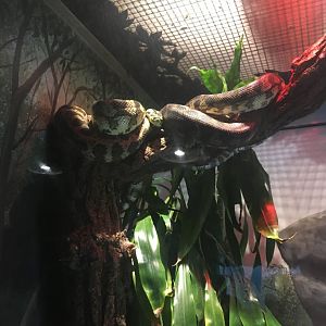 _____ | Brookfield Zoo