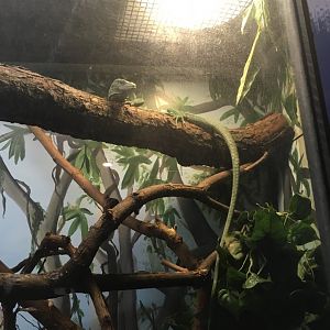 Emerald Tree Monitor | Brookfield Zoo