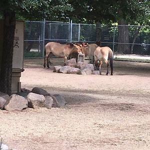 Przewalski's Horses | Brookfield Zoo