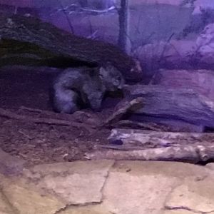 Southern Hairy-Nosed Wombat | Brookfield Zoo