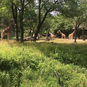 Spacious Reticulated Giraffe Exhibit | Brookfield Zoo