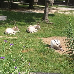 Addax | Brookdield Zoo