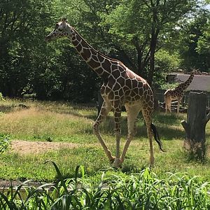 Reticulated Giraffe | Brookfield Zoo