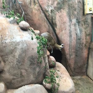 Klipspringer On The Move | Brookfield Zoo