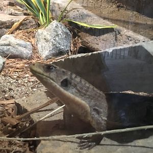 Giant Plated Lizard | Brookfield Zoo