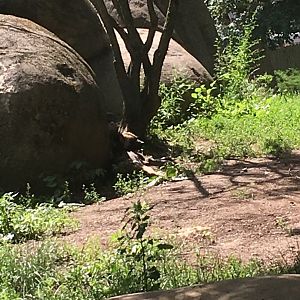 African Wild Dog | Brookfield Zoo