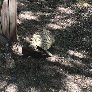Lil' Buddy Runnin' | Brookfield Zoo