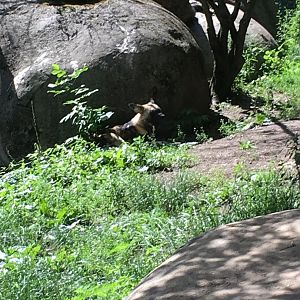 African Wild Dog | Brookfield Zoo
