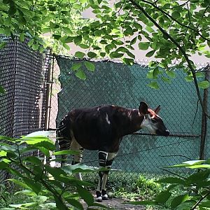 Okapi | Brookfield Zoo
