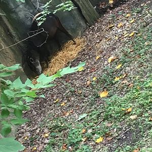 Yellow-Backed Duiker | Brookfield Zoo