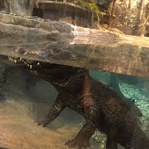 West African Dwarf Crocodile | Brookfield Zoo