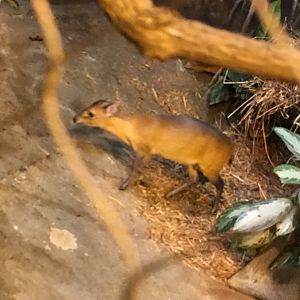 Red-Flanked Duiker | Brookfield Zoo