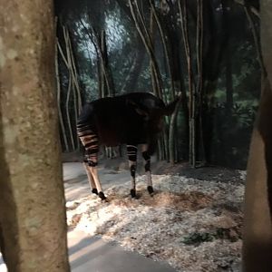 Okapi | Brookfield Zoo