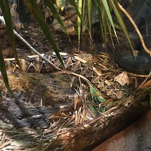 West African Gaboon Viper | Brookfield Zoo