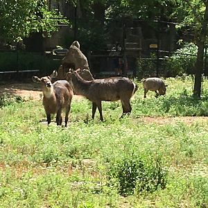 Waterbuck and Warthog | Brookfield Zoo