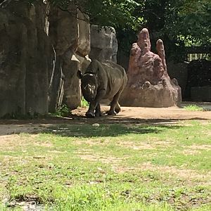 Black Rhino | Brookfield Zoo