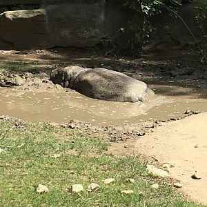 Pygmy Hippo | Brookfield Zoo