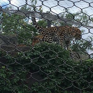 Amur Leopards | Brookfield Zoo