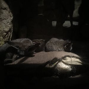 Bat-Eared Foxes | Brookfield Zoo