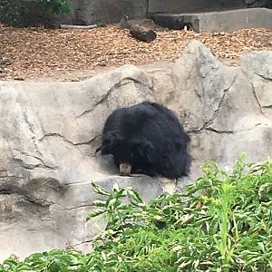 Sloth Bear | Brookfield Zoo