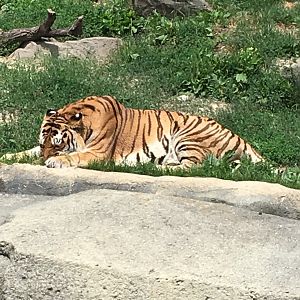 Amur Tiger | Brookfield Zoo