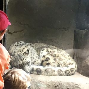 Snow Leopard | Brookfield Zoo