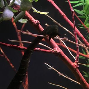Tentacled Snake | Brookfield Zoo