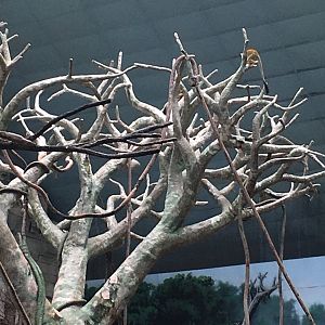 Squirrel Monkeys | Brookfield Zoo