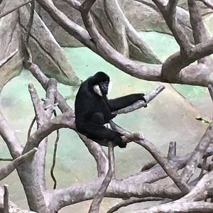 White-Cheeked Gibbon | Brookfield Zoo