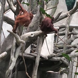 Bornean Orangutan | Brookfield Zoo