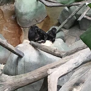 Western Lowland Gorillas | Brookfield Zoo