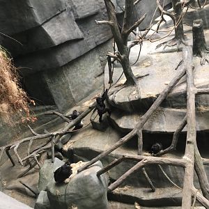 Western Lowlans Gorillas | Brookfield Zoo