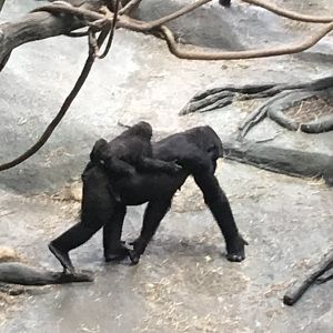 Western Lowland Gorillas | Brookfield Zoo
