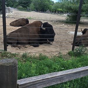 Bison | Brookfield Zoo