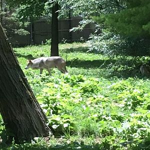 Mexican Gray Wolf | Brookfield Zoo