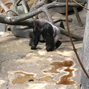 Western Lowland Gorilla | Brookfield Zoo