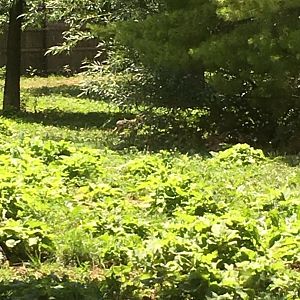 Mexican Gray Wolf Pup | Brookfield Zoo