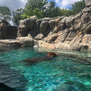 Grizzly Swim | Brookfield Zoo
