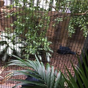 Victoria Crowned Pigeon | Brookfield Zoo