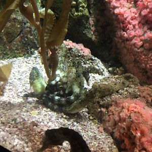 Seahorse | Brookfield Zoo