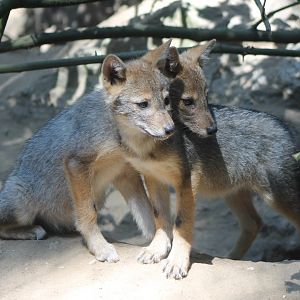 Young Golden jackals
