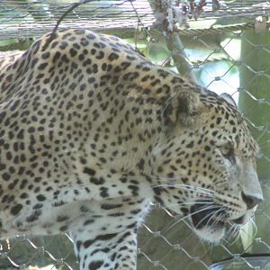 Sri Laka leopard