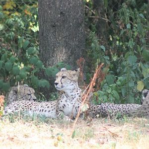 Cheetas