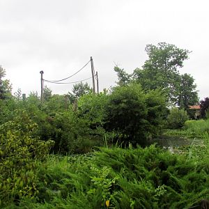 White-handed Gibbon island