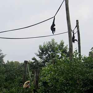Brachiators. White-handed gibbons