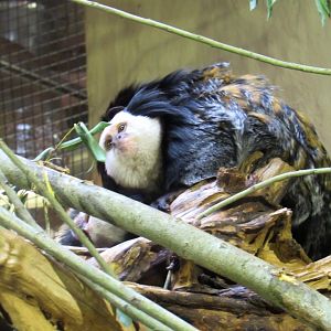 White-headed Marmoset